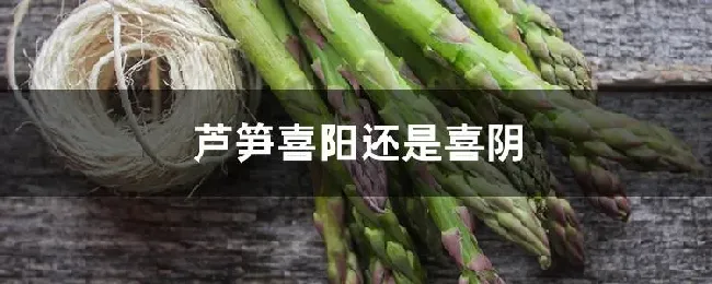 芦笋喜阳还是喜阴