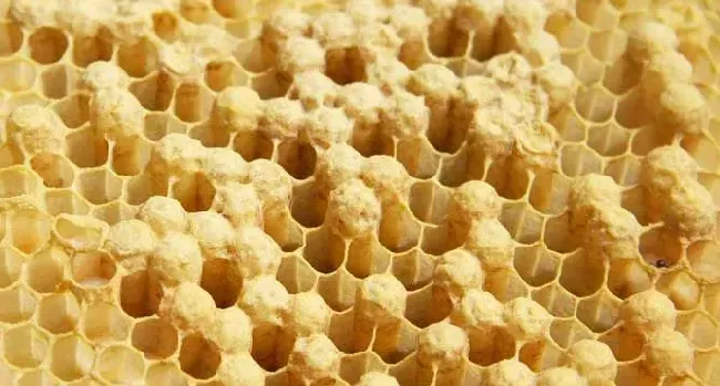 蜂巢的作用与功效及禁忌人群