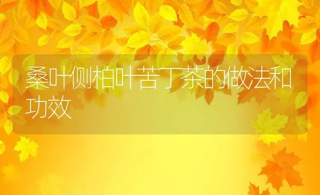 桑叶侧柏叶苦丁茶的做法和功效 | 养殖资料投稿