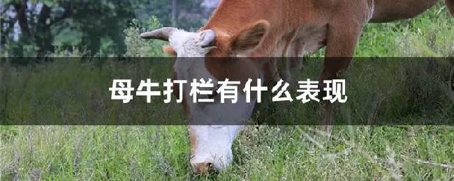 母牛打栏有什么表现