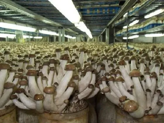 种植前景|种植食用菌赚钱吗 种植成本利润及前景分析