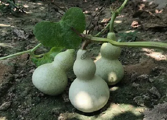 种植前景|葫芦什么时候收获 收获时间与季节