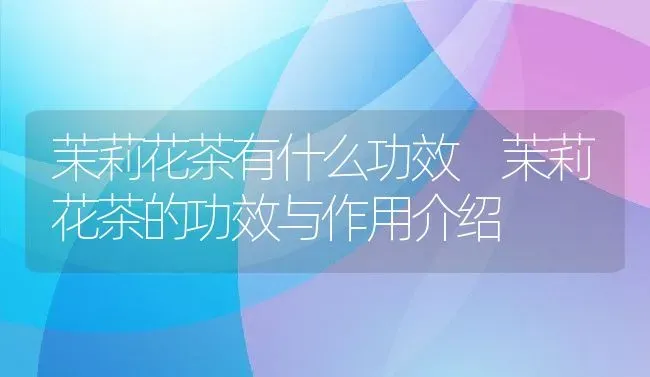 茉莉花茶有什么功效 茉莉花茶的功效与作用介绍 | 养殖资料投稿
