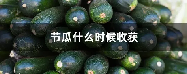 节瓜什么时候收获