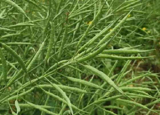 种植前景|油菜籽什么时候收获 在几月份收获