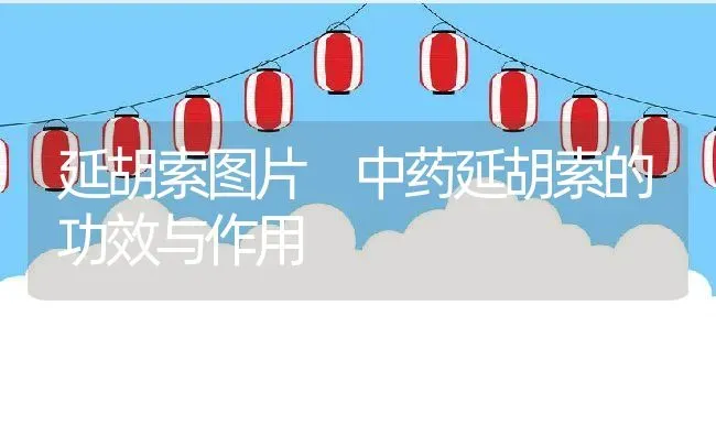 延胡索图片 中药延胡索的功效与作用 | 养殖资料投稿