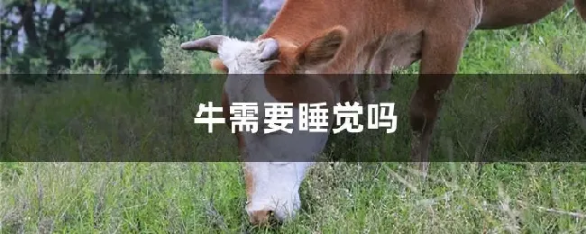 牛需要睡觉吗