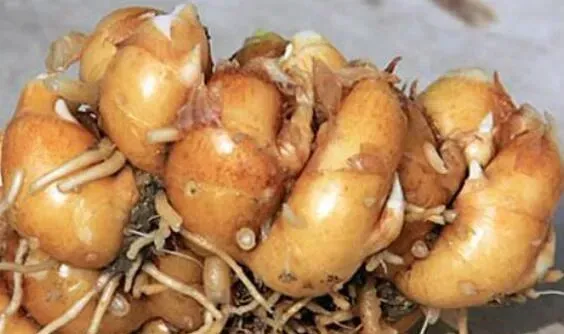 沙姜对男人有什么伤害 与沙姜相克的食物