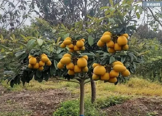 种植前景|枇杷北方可以种吗