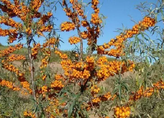 种植前景|种植沙棘赚钱吗 亩产利润怎么样