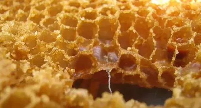 蜂巢的作用与功效及禁忌人群