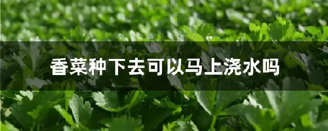 香菜种下去可以马上浇水吗