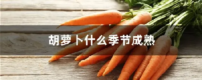 胡萝卜什么季节成熟