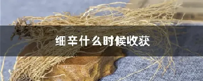 细辛什么时候收获