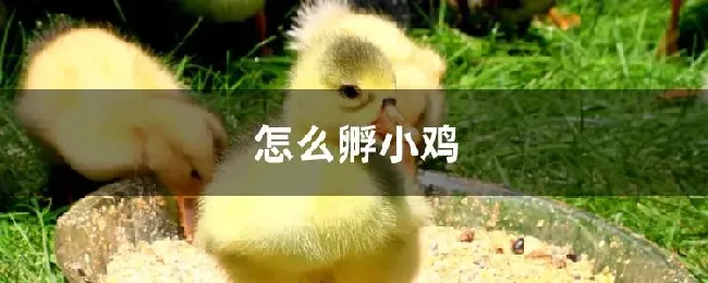 怎么孵小鸡