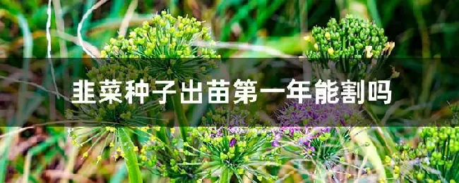 韭菜种子出苗第一年能割吗