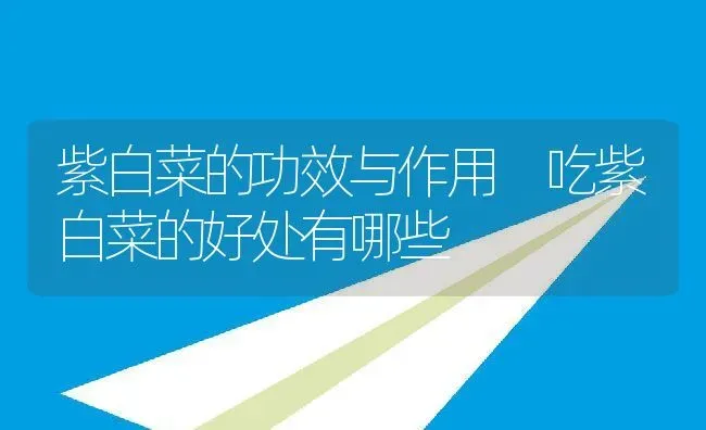 紫白菜的功效与作用 吃紫白菜的好处有哪些 | 养殖资料投稿