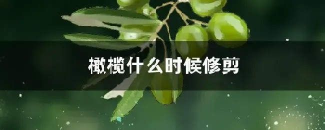 橄榄什么时候修剪