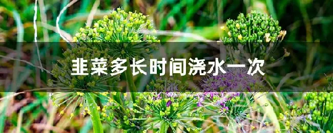 韭菜多长时间浇水一次