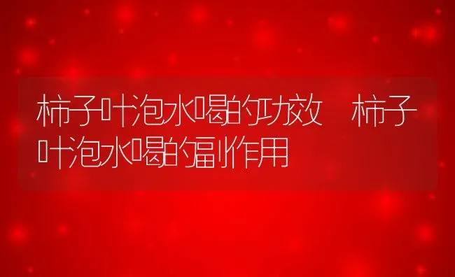 柿子叶泡水喝的功效 柿子叶泡水喝的副作用 | 养殖资料投稿