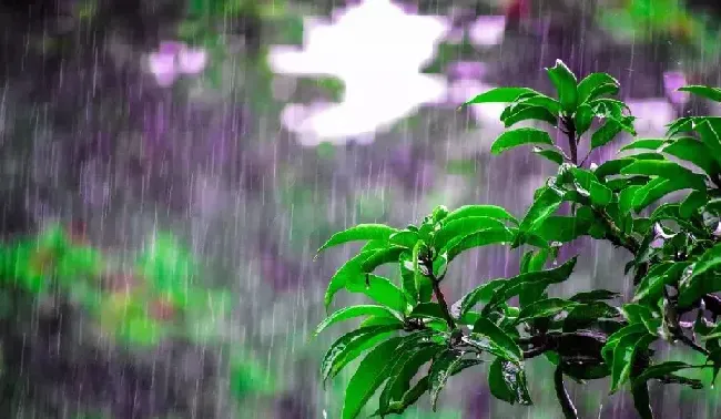 谷雨节气的农事管理要点指南