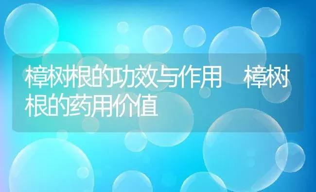樟树根的功效与作用 樟树根的药用价值 | 养殖资料投稿