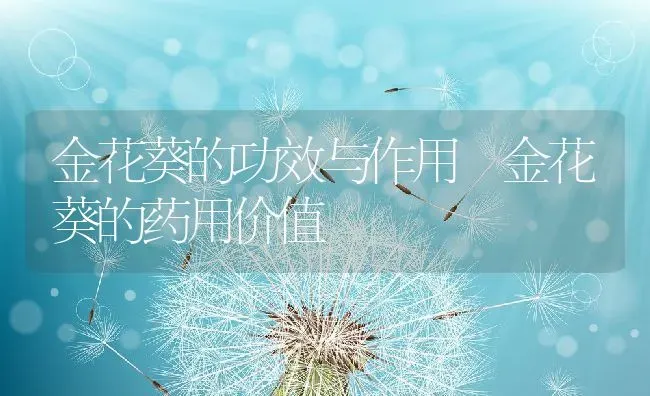 金花葵的功效与作用 金花葵的药用价值 | 养殖资料投稿