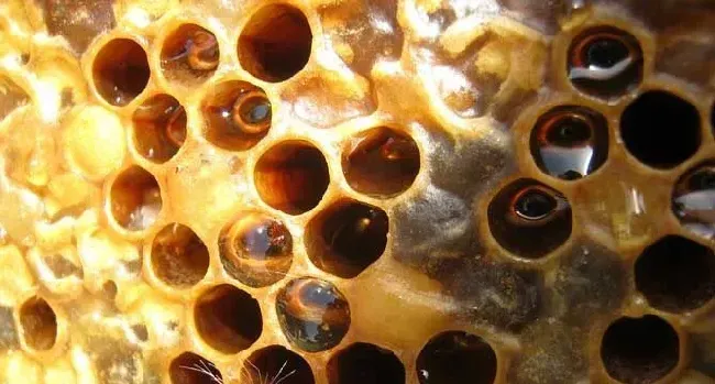 蜂巢的作用与功效及禁忌人群