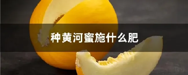 种黄河蜜施什么肥