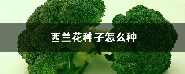 西兰花种子怎么种