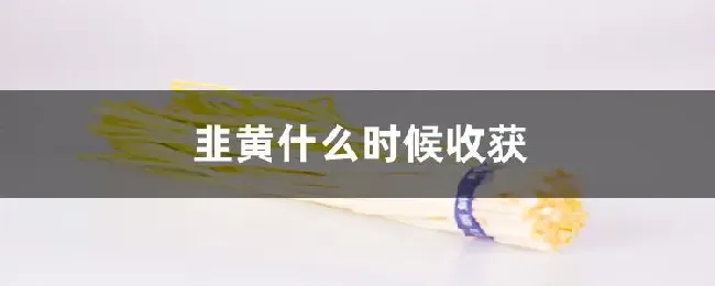 韭黄什么时候收获