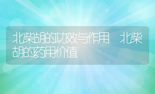 北柴胡的功效与作用 北柴胡的药用价值 | 养殖资料投稿