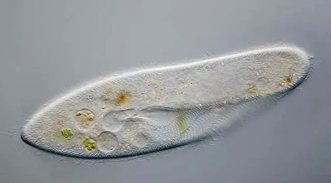 草履虫的生殖方式 草履虫是怎么生殖的