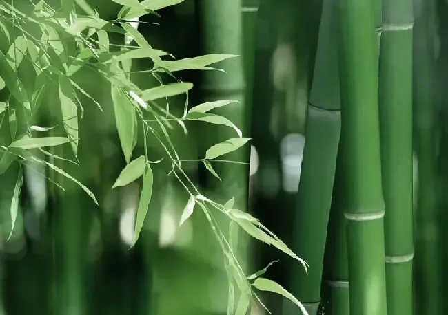 竹纤维是什么材质?