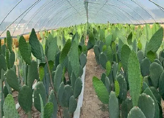 种植前景|种植仙人掌赚钱吗 种植利润与前景如何