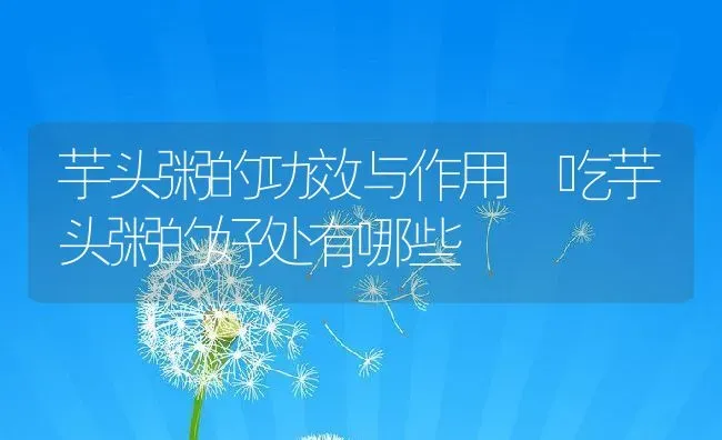 芋头粥的功效与作用 吃芋头粥的好处有哪些 | 养殖资讯