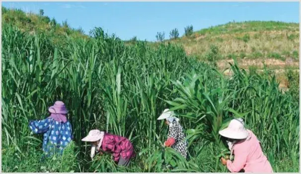 商机丨这种草销路广、亩产高，一年可收割6次，农民种它“钱”景不错！ | 养殖什么赚钱