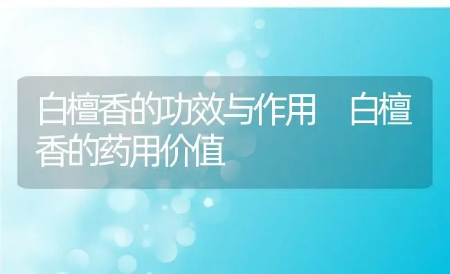 白檀香的功效与作用 白檀香的药用价值 | 养殖资料投稿