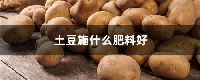 土豆施什么肥料好