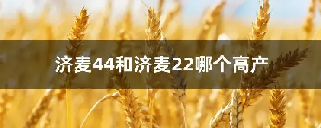 济麦44和济麦22哪个高产