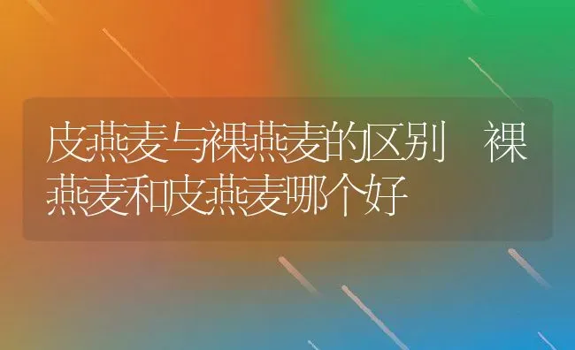 皮燕麦与裸燕麦的区别 裸燕麦和皮燕麦哪个好 | 养殖资料投稿