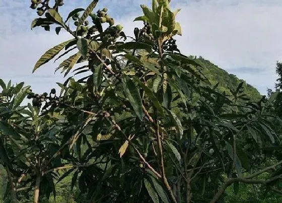 种植前景|枇杷北方可以种吗