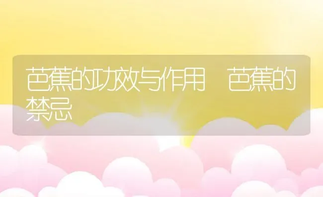 芭蕉的功效与作用 芭蕉的禁忌 | 养殖资料投稿