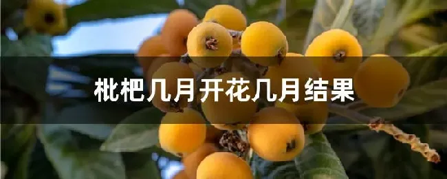 枇杷几月开花几月结果