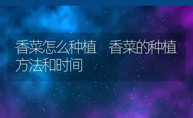 香菜怎么种植 香菜的种植方法和时间 | 养殖资料投稿
