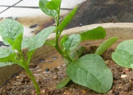 种菜|端午节适合种什么菜 端午期间种哪些蔬菜好