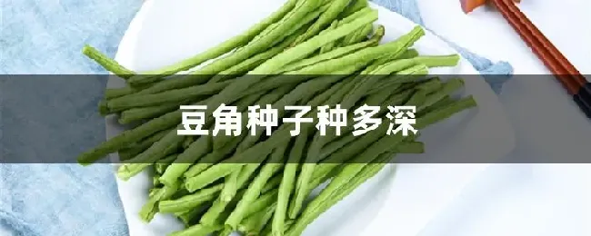 豆角种子种多深