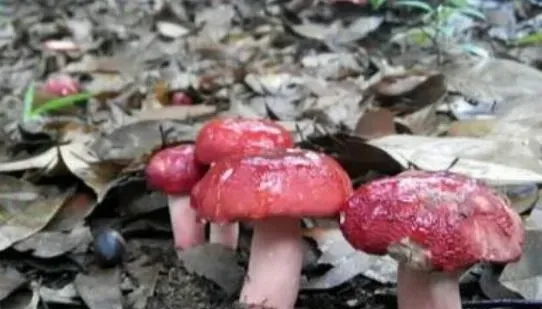红菌菇的功效与作用