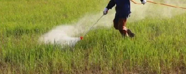 打什么解药能去锈去津锈去津对后茬作物有什么影响
