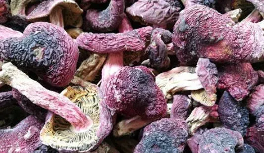 红菌菇的功效与作用
